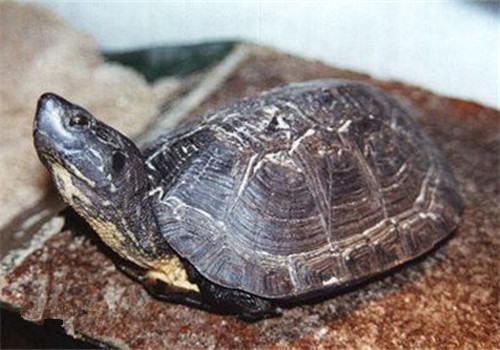 黑颈乌龟的养护