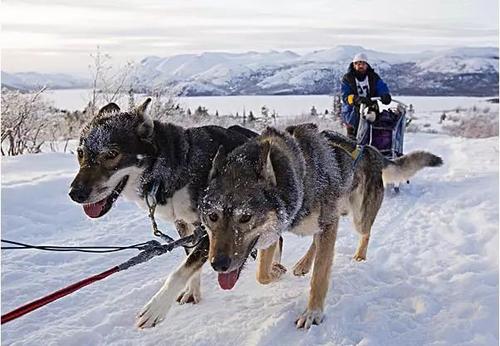 雪橇犬有几种?雪橇犬介绍 雪橇犬有几种?雪橇犬介绍