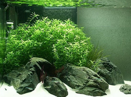 水族箱布景用岩石的分类