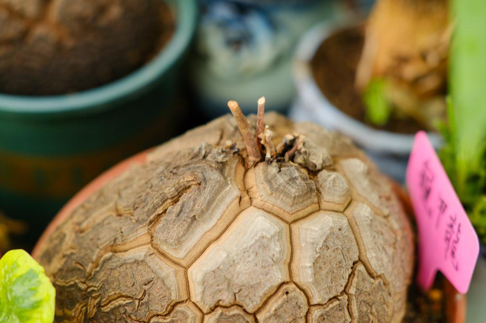 龟甲龙的养殖方法和注意事项