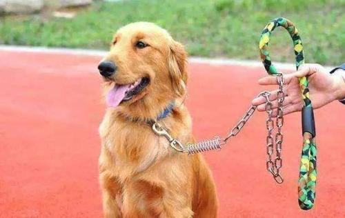 小狗带绳子不走怎么办？怎么让狗狗习惯牵引绳
