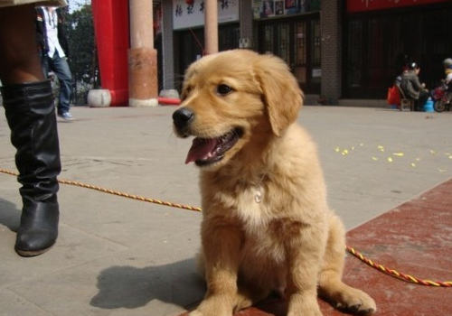 狗狗为什么呼吸变粗