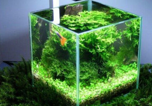 水族饲养中鱼缸玻璃的选择