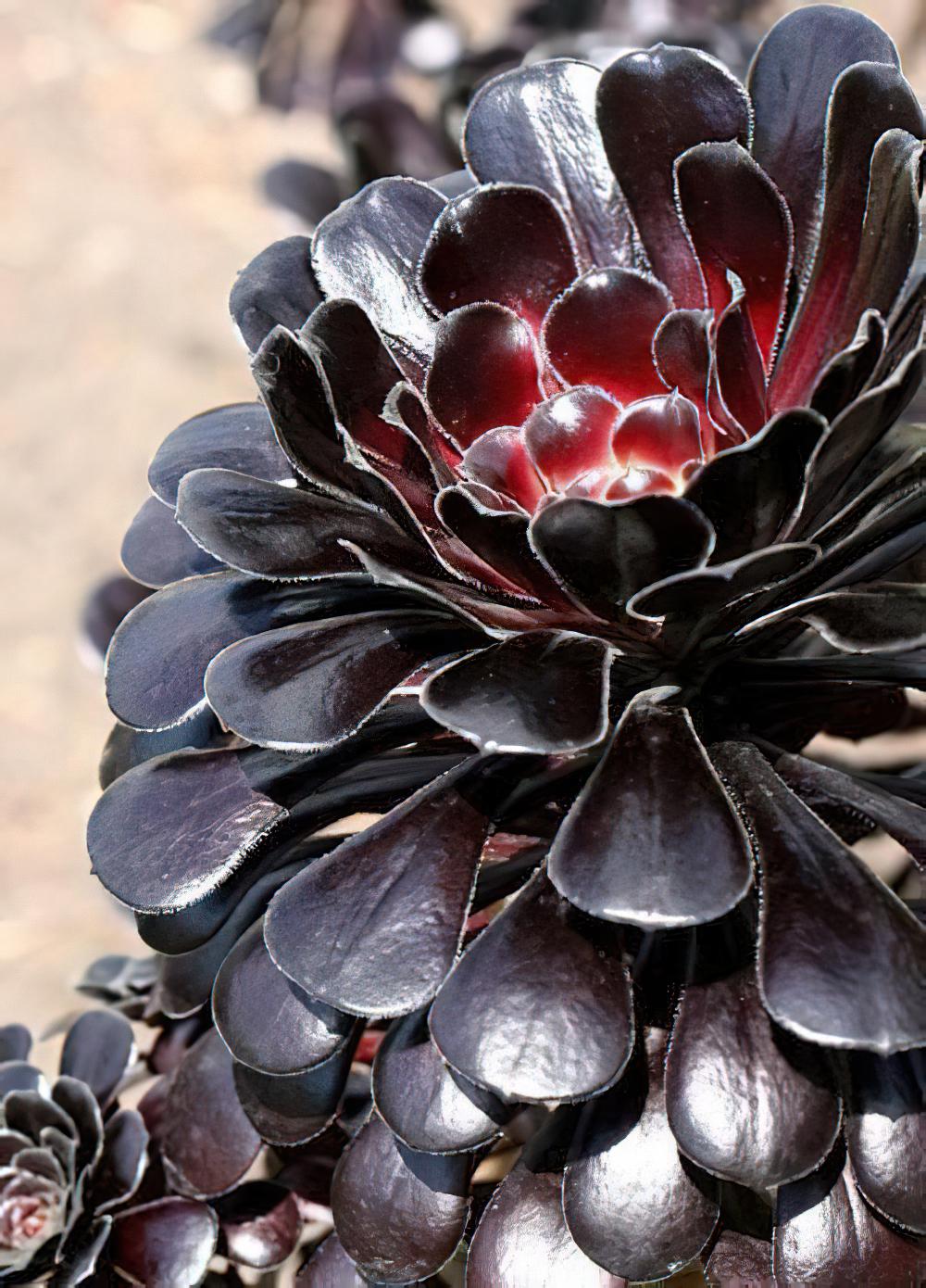 黑法师 Aeonium arboreum cv. Atropurpureum