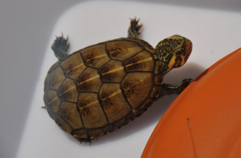 蛋龟之果核泥龟的介绍