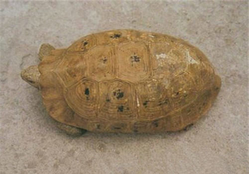 印度陆龟的品种简介