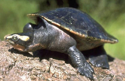 观赏龟养护之圆澳龟