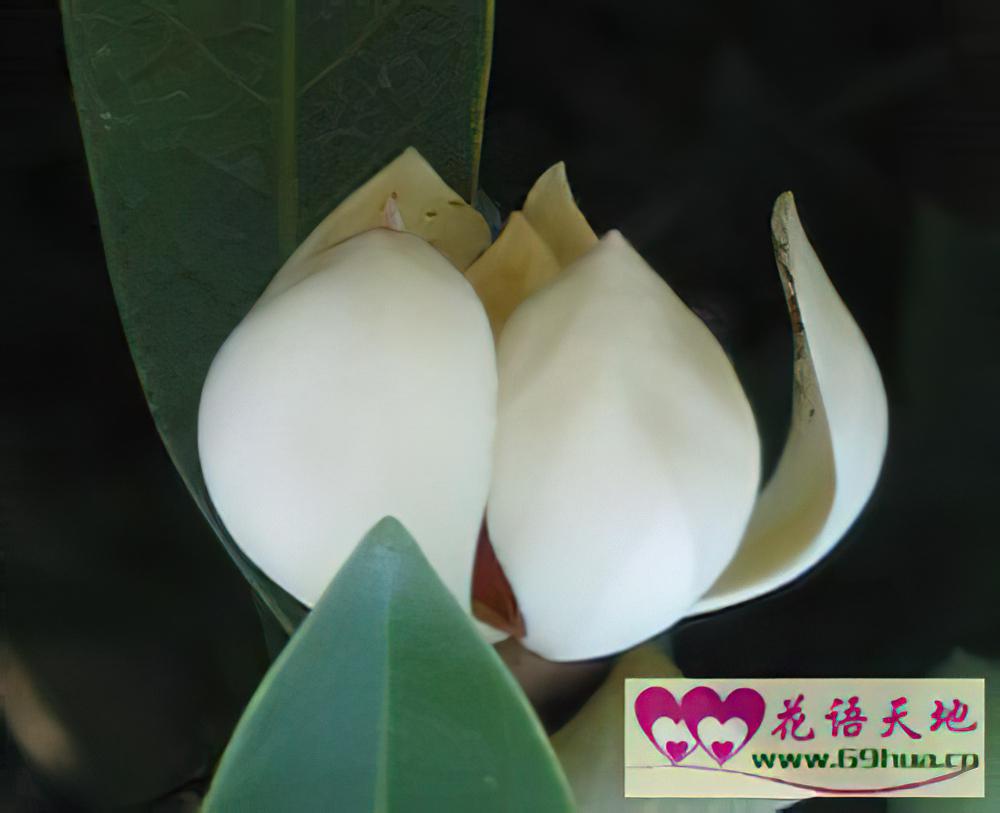 黄心树的花语和象征代表意义：高尚