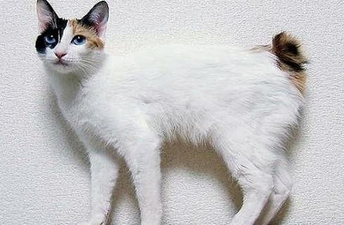 日本短尾猫好吗?日本短尾猫介绍