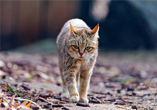 猫咪感染寄生虫的常见渠道