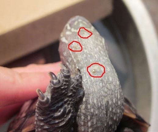 宠物龟常见皮肤病治疗系列之疥疮病