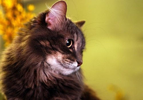 10公斤的大包猫粮如何保鲜