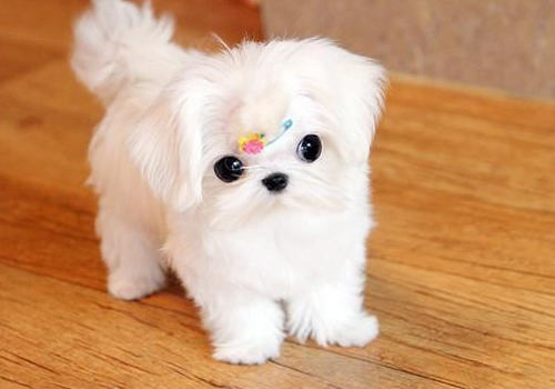 犬的血型有哪些