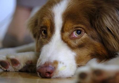为什么狗狗夏季感染细小犬瘟的几率比较大？