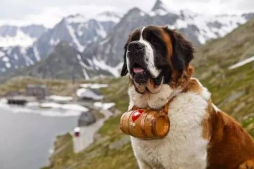 圣伯纳犬多少钱?圣伯纳犬价格 圣伯纳犬多少钱?圣伯纳犬价格