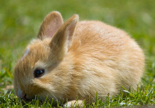 兔长效球虫针是否有用