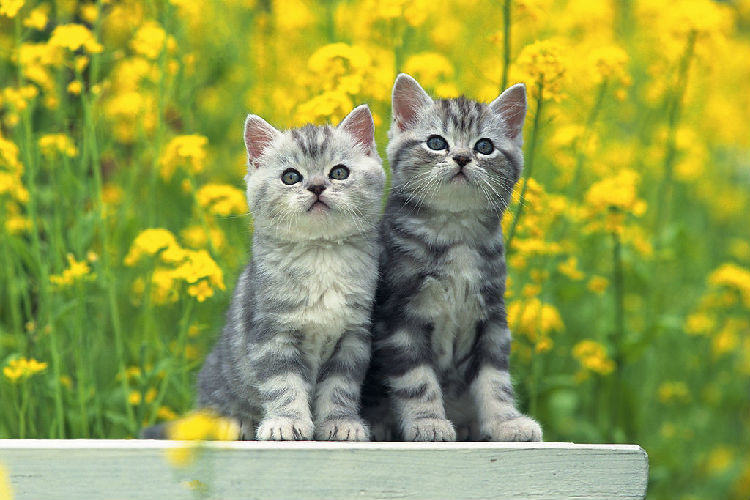 孕期猫猫怎样护理