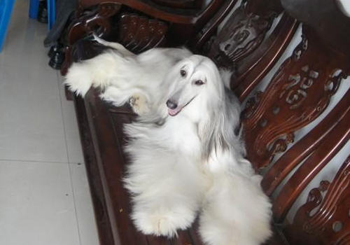 阿富汗猎犬好养吗