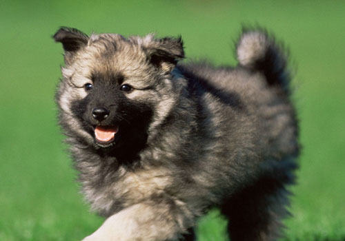 狗狗会对主人一直不离不弃吗？