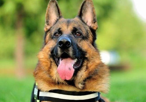 德牧厌食的一些原因及解决方案