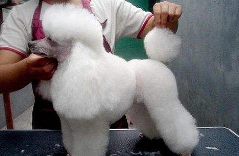 贵宾犬（泰迪）有多少种颜色呢？