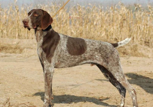 犬寄生虫之耳螨、姬螯螨感染