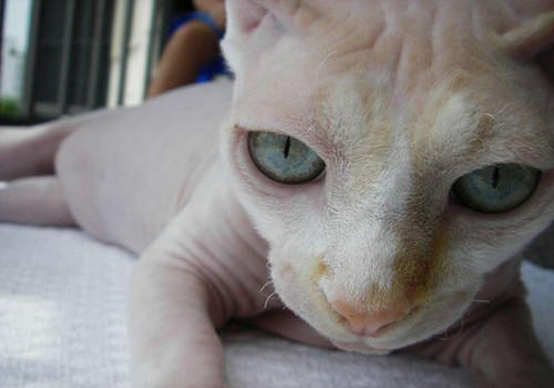 加拿大无毛猫的饲养要求有哪些