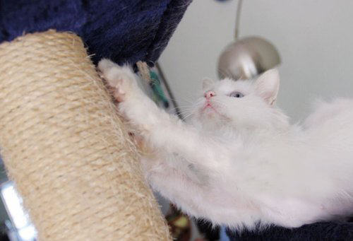 训练猫咪扒抓木柱的要点 训练猫咪扒抓木柱的要点