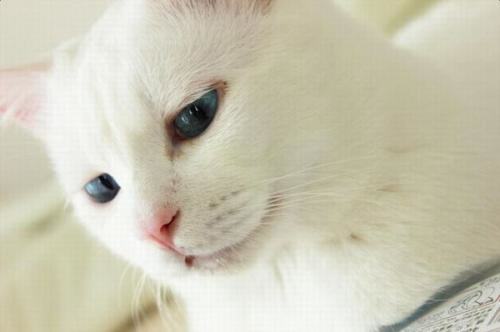 为什么不能买蓝眼白猫？蓝眼白猫是不是聋子？