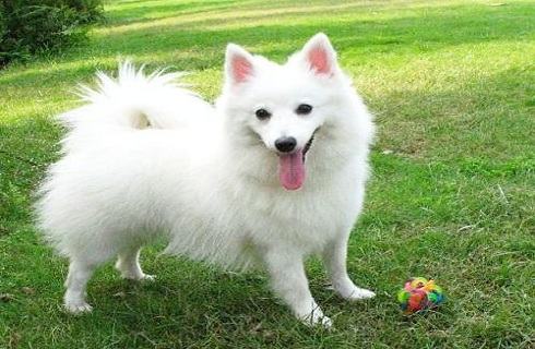 你还在把银狐犬叫成萨摩耶吗？