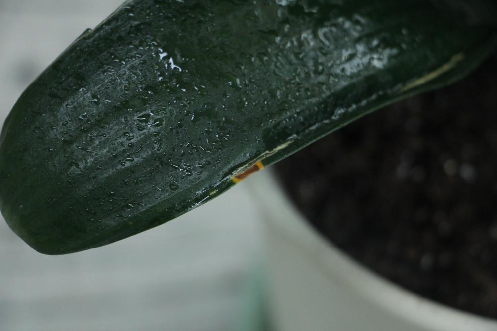 君子兰蝴蝶兰…想要开花50朵，必须给它冻一冻！