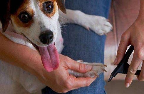 狗狗断指甲疼不疼？为什么要断指甲？