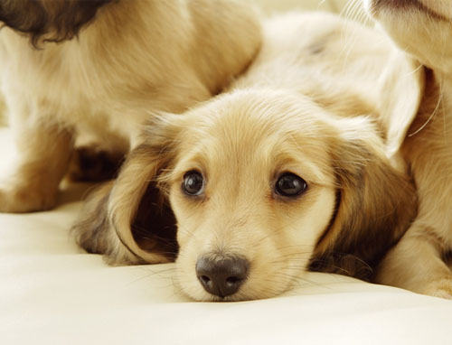 五个对策解决狗狗不停叫喊的难题