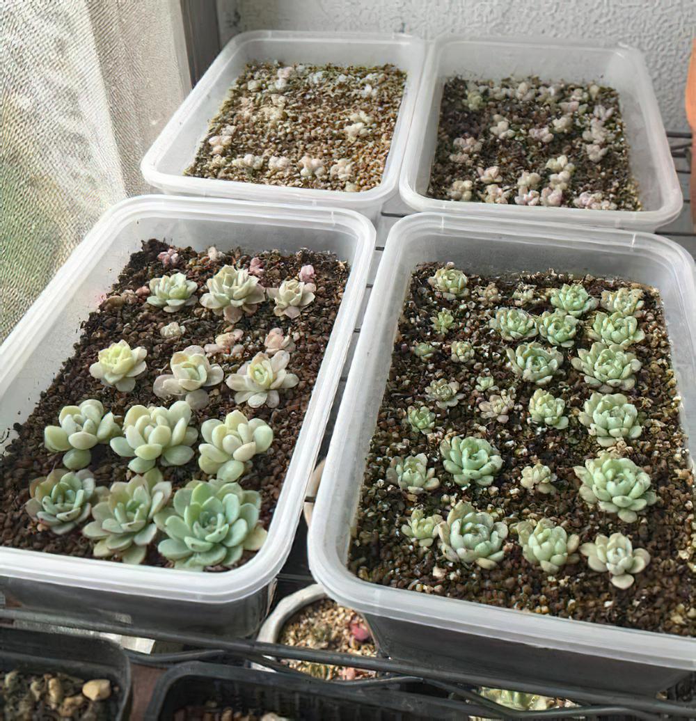 子子孙孙无穷尽也！一棵老红用两年时间创造的励志发家史