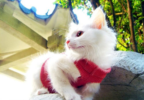如何让猫咪不感染猫瘟 如何让猫咪不感染猫瘟