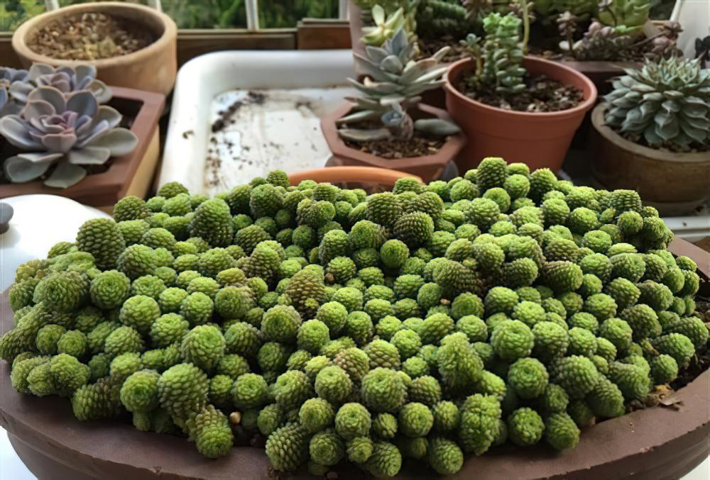 如果你是个多肉植物爆盆控，那么千万不要错过瑞典魔南这个品种