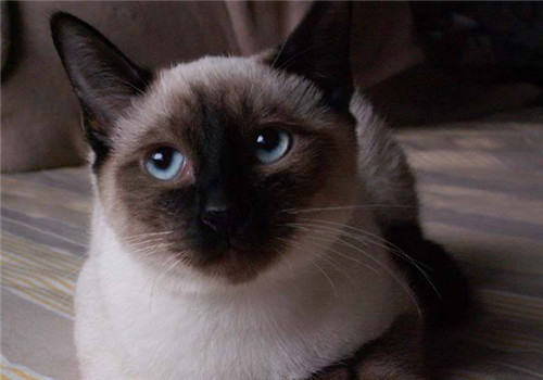 吃猫粮的猫咪还需要吃营养品吗？