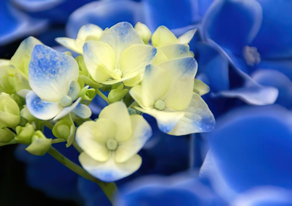 紫阳花的花语——水性杨花