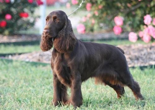 戈登雪达犬智商高吗？戈登雪达犬介绍