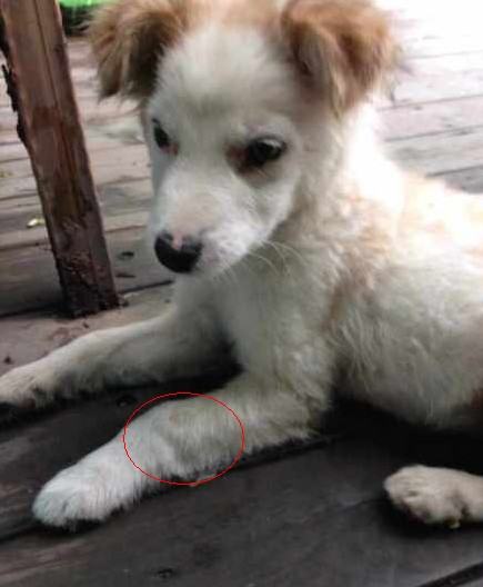 狗狗缺钙了怎么办