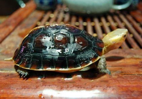 如何才能买到好的黄缘闭壳龟