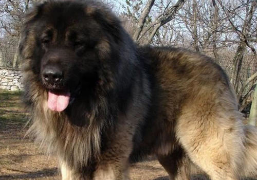 高加索食量大吗