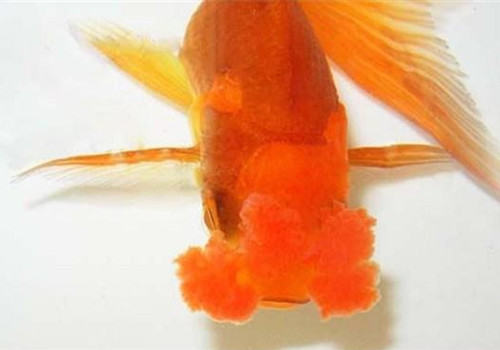 四绒球的品种简介