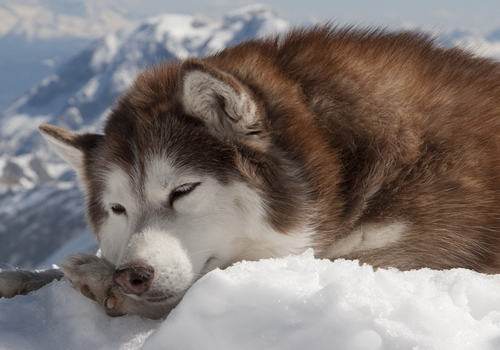 阿拉斯加雪橇犬消化不良