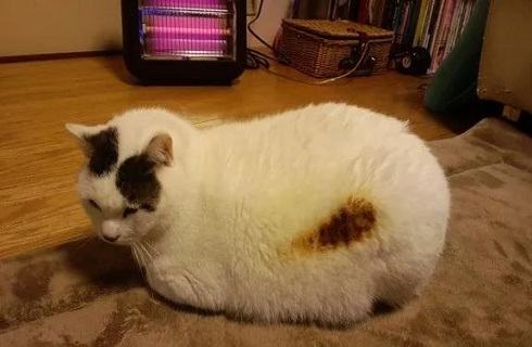 冬天猫咪怎么养？猫咪烤糊了怎么办？