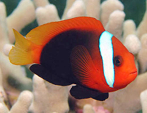 黑红小丑的喂食要点