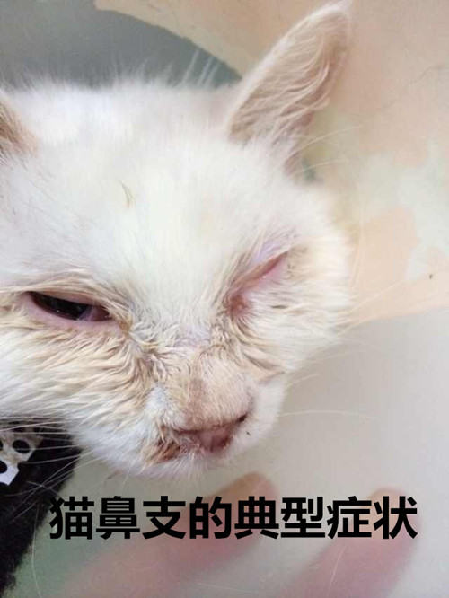 猫鼻支的护理和治疗