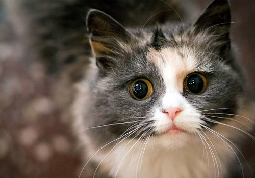 猫咪吃鱼有讲究