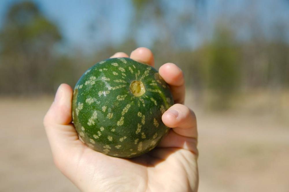 西瓜怎么种，种植技术介绍