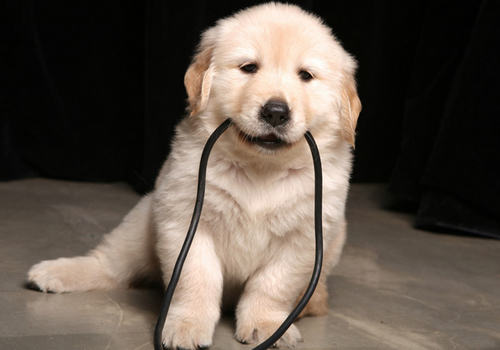 狗狗喂食驱虫药注意什么